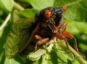 Cicada