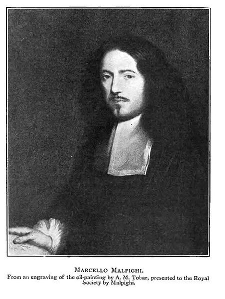Marcello Malpighi Marcello Malpighi