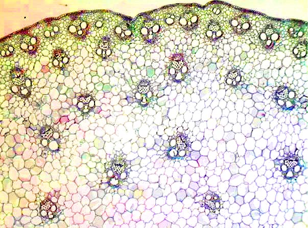 Celule Celule