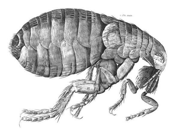 Purice desenat de Hooke Purice desenat de Hooke