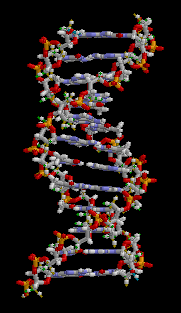 Animaţie ADN Animaţie ADN