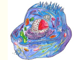 Celula