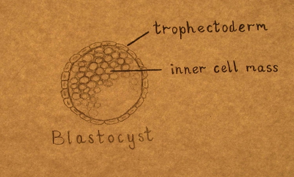 Blastocist Blastocist