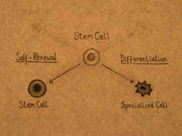 Celula stem Celula stem