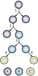 Celule stem. Diviziune si diferentiere