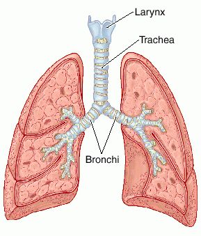 Trahee, laringe, bronhii