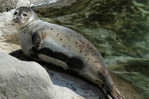 Foca Foca