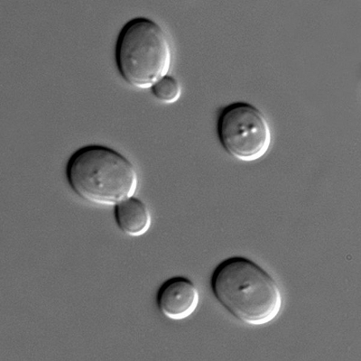 Celule de drojdie de bere la microscop Celule de drojdie de bere la microscop