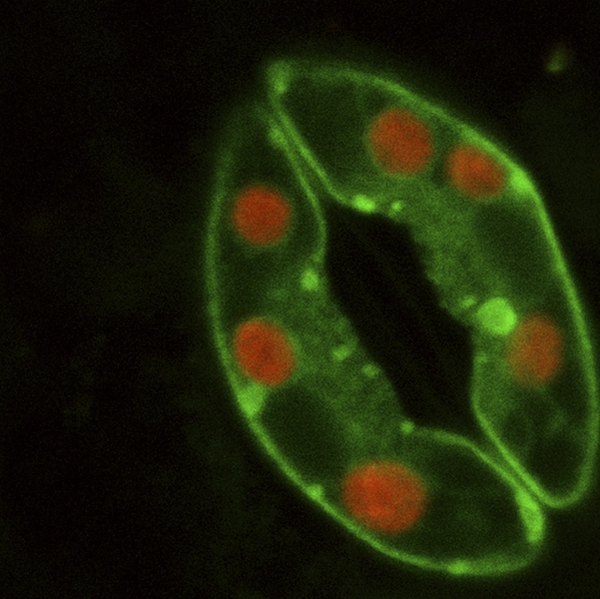 Stomata