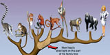 Arbore filogenetic