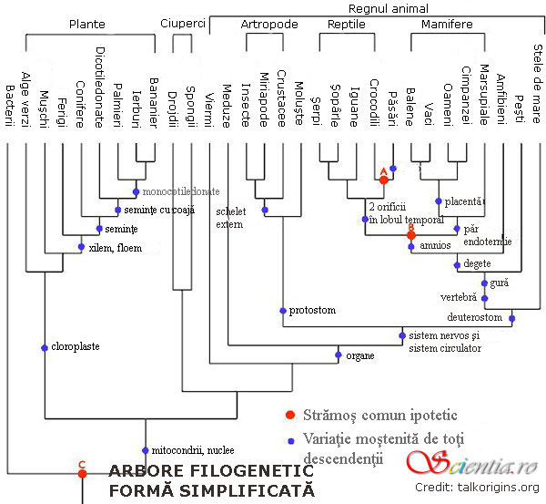 Arbore filogenetic Arbore filogenetic