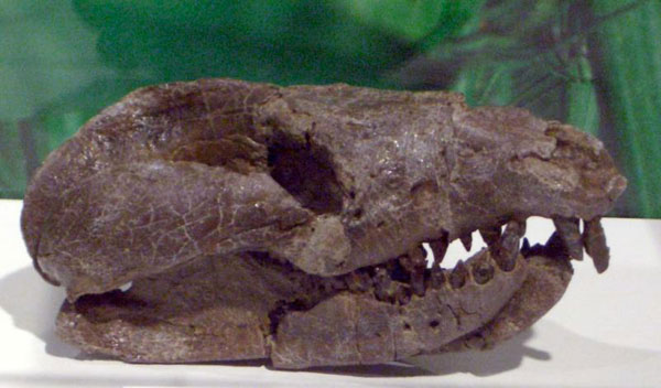 Gobiconodon
