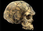 Homo sapiens