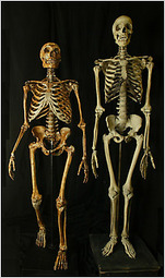 Schelet om de neandertal si de om modern Schelet om de neandertal si de om modern