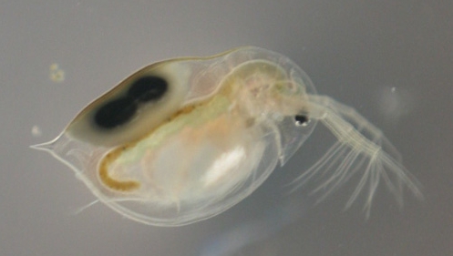 Daphnia, puricele de apă Daphnia, puricele de apă