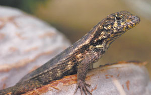 Leiocephalus carinatus