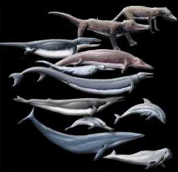 Evolutia balenelor Evolutia balenelor