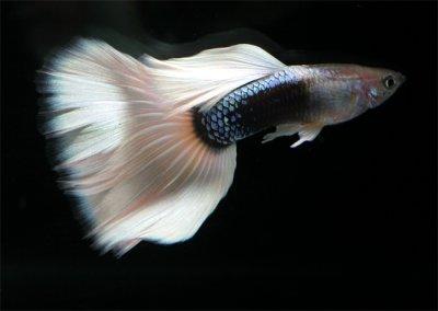 Peste Guppy Peste Guppy