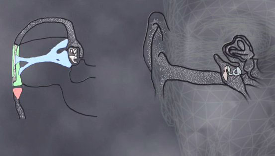 Trecerea oaselor de la nivelul maxilarului la cel al urechii medii