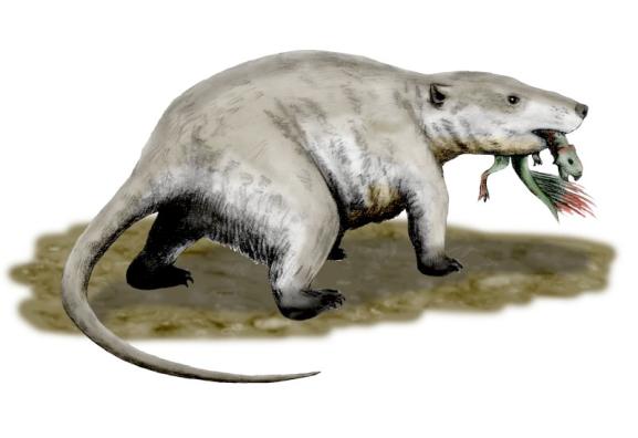 Repenomamus Repenomamus