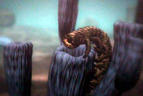 Vierme marin din cambrian Vierme marin din cambrian