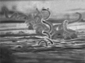 Treponema pallidum