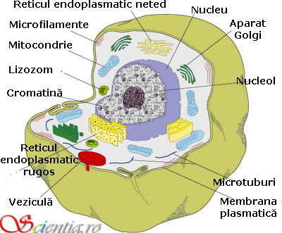 Structura celulei