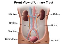 Tract urinar Tract urinar