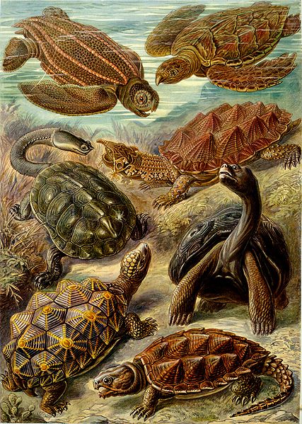 Haeckel_Chelonia Haeckel_Chelonia
