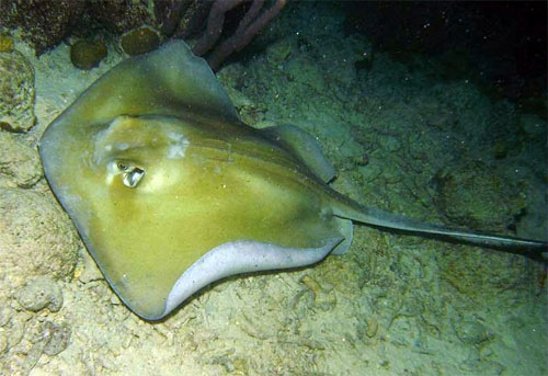 Pisica de mare Pisica de mare
