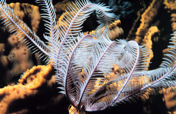 Crinul de mare