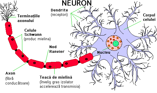Neuron Neuron