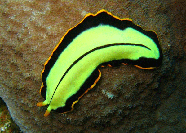 Pseudocerus dimidiatus Pseudocerus dimidiatus