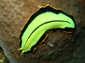 Pseudocerus dimidiatus
