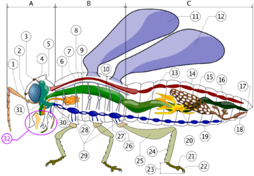 Anatomie insecta Anatomie insecta