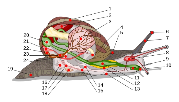 Anatomie melc Anatomie melc
