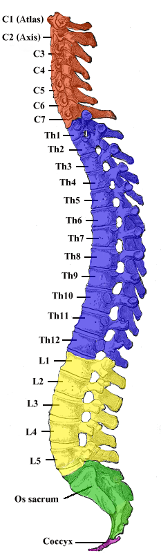 Coloana vertebrala Coloana vertebrala