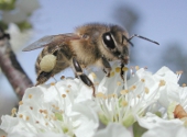 Insecta