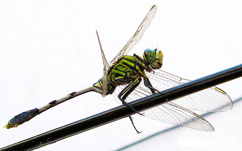 Libelula Libelula