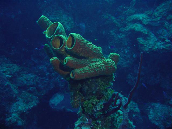 Spongieri