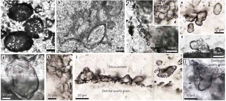 Microfosile Microfosile