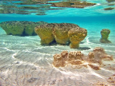 Stromatolite Stromatolite