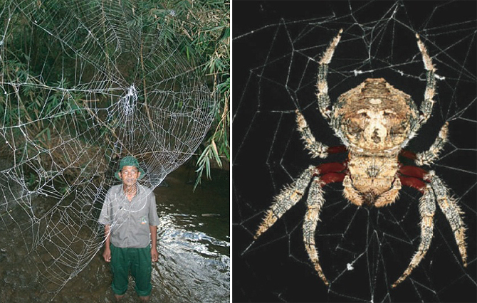 Păianjen Caerostris darwini Păianjen Caerostris darwini