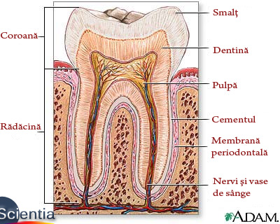 Structura dintelui Structura dintelui