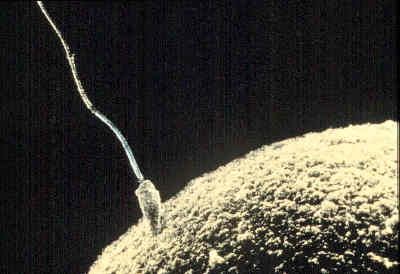 Spermatozoid fecundând un ovul Spermatozoid fecundând un ovul