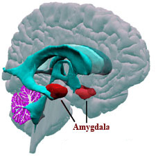Amygdala