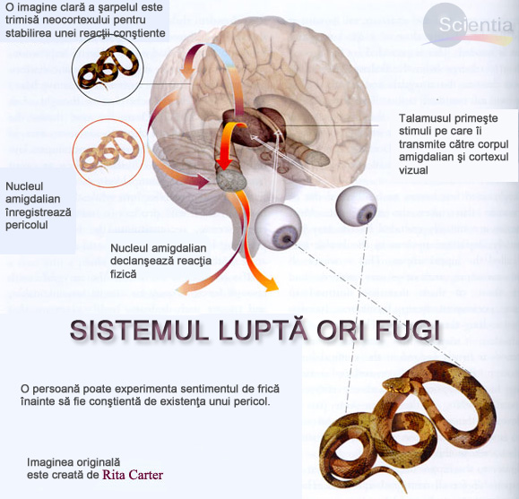 Luptă ori fugi Luptă ori fugi