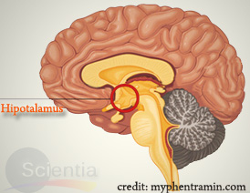 Hipotalamus
