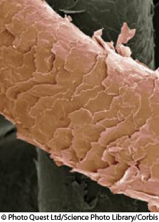 Păr la microscop Păr la microscop