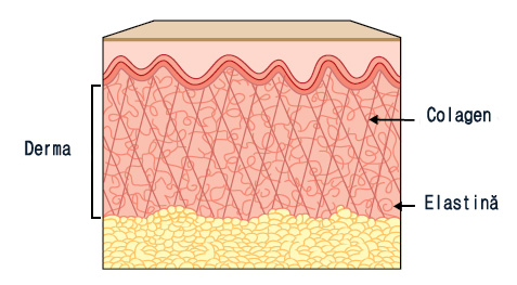 Derma